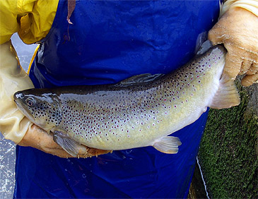 Record photograph for Salmo cettii